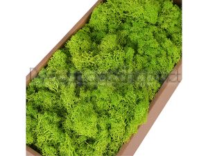 Скандинавски Мъх 500гр, May Green